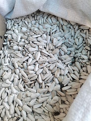 мешки для винограда: Семечки подсолнечные белые (в мешке, навал) - Крупные ядра в белой — 2