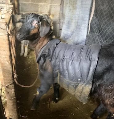 уй животных: Продаю | Коза (самка) | Полукровка | Для разведения — 7