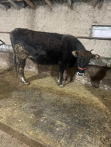 Аквариумдар: Сатам | Уй (ургаачы), Кунаажын | Аргын | Көбөйтүү үчүн, Сүт алуу үчүн — 1