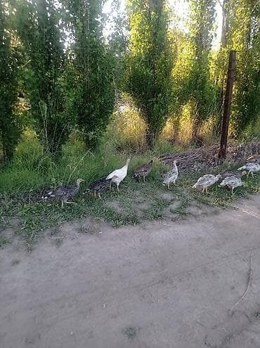 перепелки живые: 25шт.почти 3х месячные.1500с. Молодняк индюков, разный окрас (белый и — 7