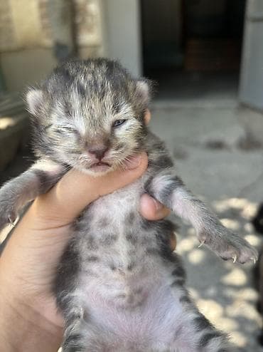 просто ат: Кошка даром: Беспородная, Девочка — 5