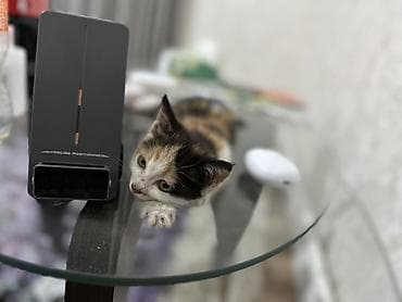 1 мальчик 2 котенка оригинал: 1 месяц, Девочка, Приучена к лотку — 4