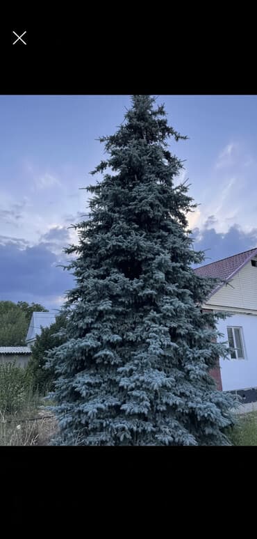 где купить саженцы клубники: Саженцы деревьев: Ели, Самовывоз — 1