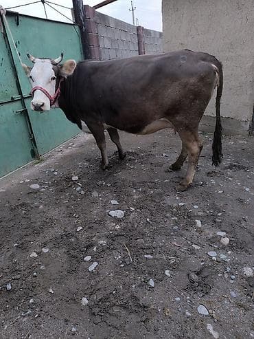 4 5мм: Сатам | Уй (ургаачы) | Сүт алуу үчүн | Байланган — 4