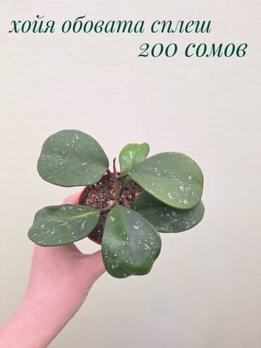 сколько стоит аквариум для рыбок: ● Комнатные растения (укоренённые черенки, молодые растения, взрослые — 8