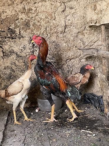 Вязка собак: Продаю | Петух | Бойцовая | Для разведения — 2