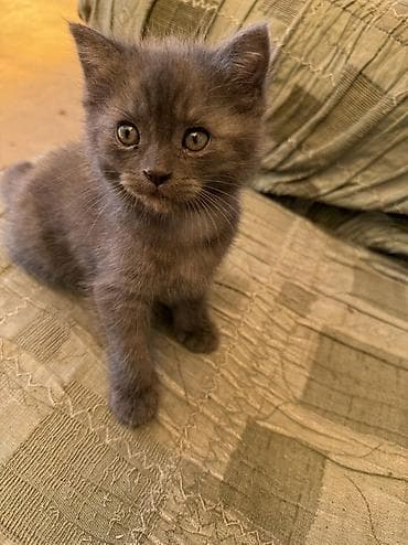 рыжие кошки: Британская короткошёрстная, 2 месяца, Девочка, Серый, Метис — 5