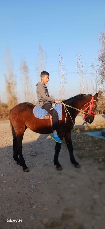 жем сатам: Сатам | Байтал — 4