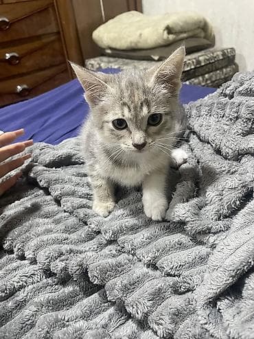 Мышыктар: Котята месяц - 2 месяца все приучены к лотку хорошо кушают,папа — 4
