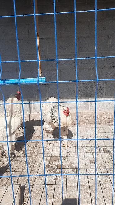 брама лаванда: Продаю | Петух | Брама | Для разведения — 1