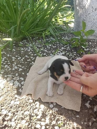 каракол собаки: Чихуахуа, 1 айлык, Ургаачы, Эмделген — 1