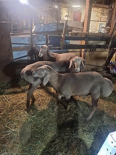 canada goose: Продаю | Овца (самка) | Для разведения | Матка — 9