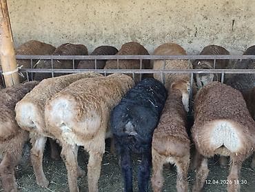 кичинекей мышык: Сатам | Козу | Аргын, Арашан | Көбөйтүү үчүн | Асыл тукумдуу — 7