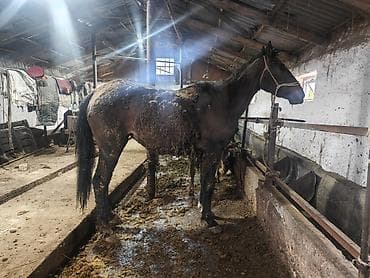 кошка домашняя: Продаю | Кобыла (самка) | Рабочий — 1