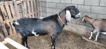 продаю кой: Продаю | Козёл (самец) | Нубийская | Для разведения | Племенные — 3