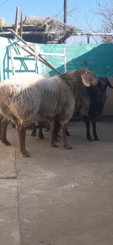 соль для животных: Продаю | Баран (самец) | Гиссарская, Арашан | На забой, Для разведения | Осеменитель — 2