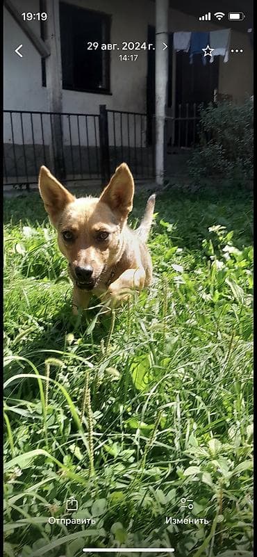 осторожно злая собака: Собака даром: Дворняжка, 3 года, Самка — 1