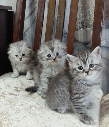 шотланские котята: Скотиш Фолд (Шотландская вислоухая), 1 месяц, Девочка, Серебристая шиншилла, Приучена к лотку, С документами — 2