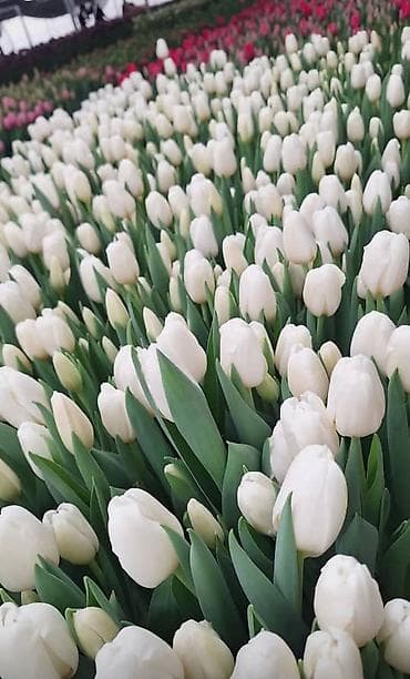 морковь оптом: 🌷 ТАКОЙ ЦЕНЫ В КЫРГЫЗСТАНЕ НЕТ 🌷 Голландские тюльпаны — 65 сом оптом — 10