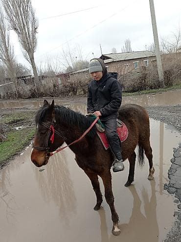 жирныйе жеребец: Продаю | Жеребец — 4