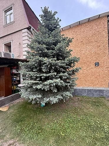 Ель голубая (Picea pungens ‘Glauca’) — взрослое декоративное дерево — 4