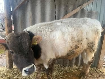 Уйлар, букалар: Сатам | Бука (эркек) | Швиц | Бордоп семиртүү үчүн | Асыл тукумдуу — 1