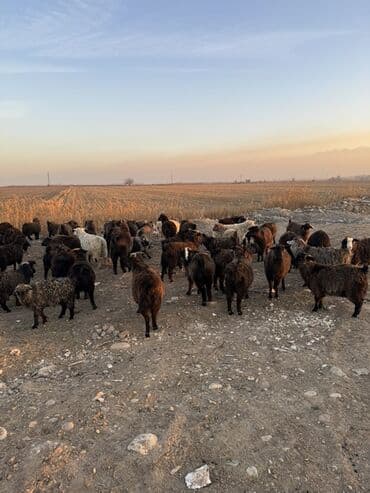 куда можно отдать кошку в бишкеке: Продаю | Коза (самка), Козёл (самец), Козлёнок | Полукровка | Для разведения — 1