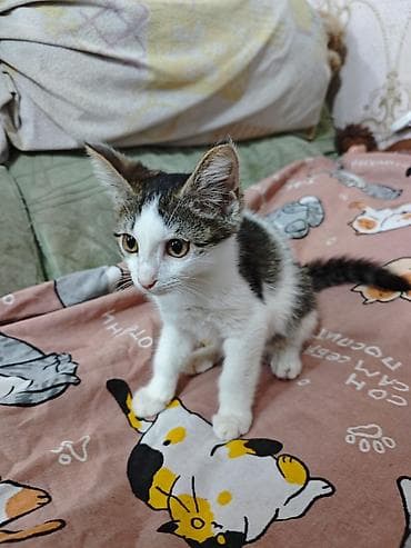 манчкин котенок: 3 месяца, Девочка, Приучена к лотку, Проглистована, С прививками — 5