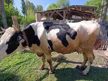 каби корим: Продаю | Корова (самка) | Голштин | Для молока | Привязанные — 2