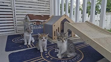 белые котенки: Бенгальская, 2 месяца, Девочка, Приучена к лотку — 10