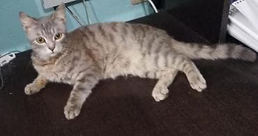 Кошки: Скотиш Страйт (Шотландская прямоухая), 5 месяцев, Девочка, Серый, Приучена к лотку — 2