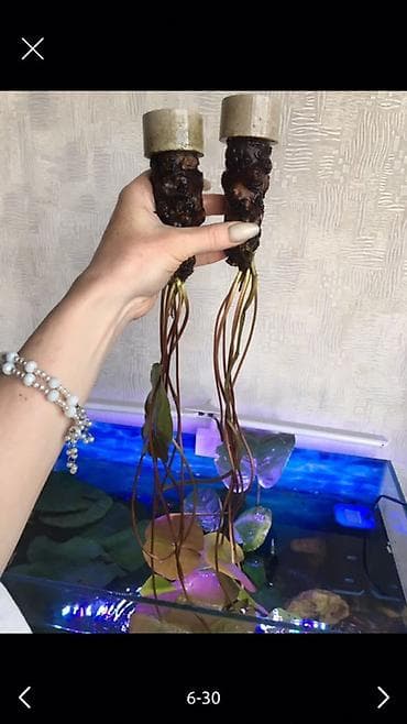 купить аквариум: Аквариумные растения - Крупные кусты нимфеи (водяная лилия) на — 2