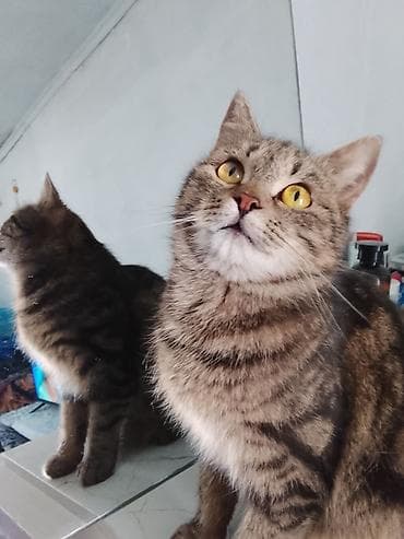 Домашняя кошка, короткошёрстная, тигровый окрас (коричневые и чёрные