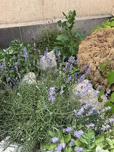 ваза для цветы: Белая и Сиреневая лаванда (Lavandula angustifolia, сорт с белыми — 5