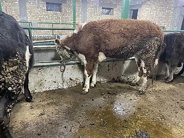 Зоотовары: Продаю | Тёлка | Герефорд | На откорм, На забой, Для разведения | Отела не было, Привязанные — 5