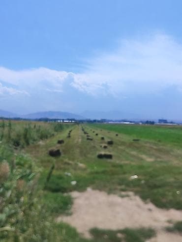 кукуруза ош: Сено в тюках — 1