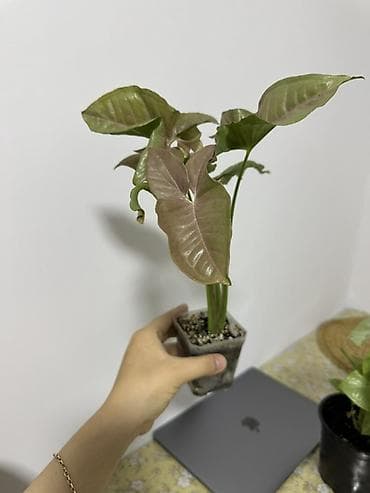 Сингониумы: Сингониум (Syngonium) — декоративно-лиственное комнатное растение — 2
