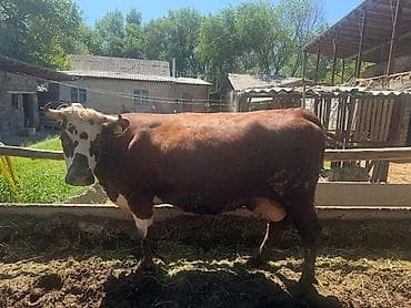 продаю тёлка: Продаю | Корова (самка) | Симментальская | Для молока | Стельные — 1
