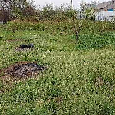 5 соток, Курулуш — 2