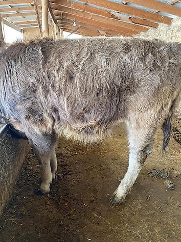 Другие животные: Продаю | Бык (самец) | На откорм, Для разведения — 7