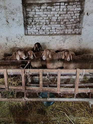 бутка для собак: Продаю | Овца (самка) | Для разведения | Матка — 2