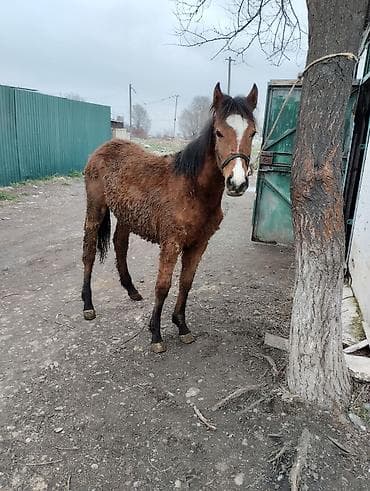 ящик бишкек: Сатам | Тай | Көбөйтүү үчүн | Асыл тукумдуу — 3