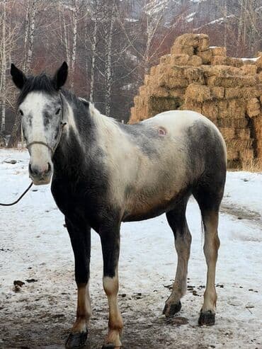 мал айдаганга ит: Сатам | Жылкы (эркек) | Жумушка, Ат спорту — 3