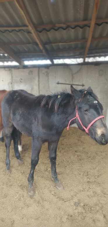 дом попугая: Продаю | Жеребенок | Рабочий — 2