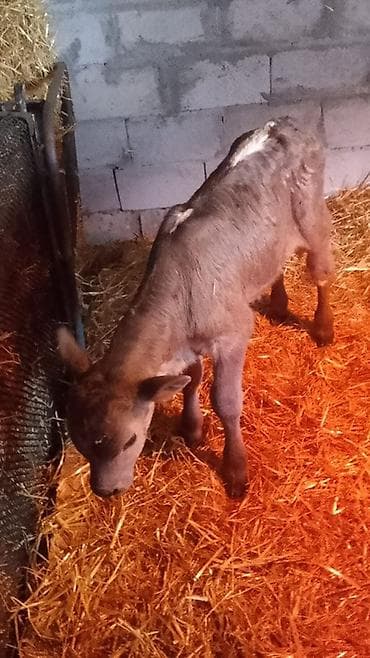 коровы телечки: Продаю | Музоо, торпок — 1