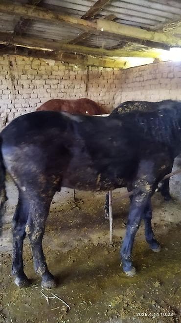 аренда лошадей: Продаю | Конь (самец) | Рабочий — 2