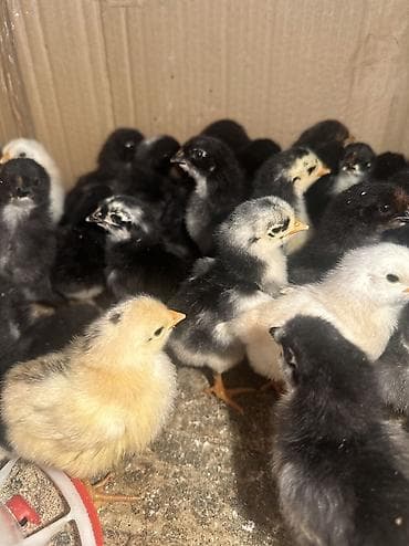 набор ножей для кухни: Сапаттуу жожолор 🐥 сатылат 5 күндүк, 70 даана бар Үй тооктун табигый — 2