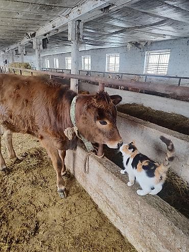 Продаю | Тёлка | Полукровка, Швицкая | Для разведения | Привязанные