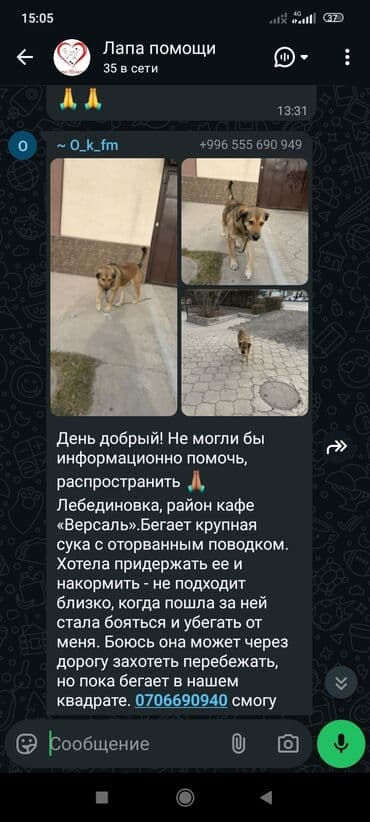 акустические системы mob колонка в виде собак: Срочно нужен дом‼️‼️‼️‼️тема не моя на фото есть номера, Животных — 5