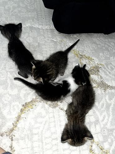 бенгальские котята в дар: Продаю котят — 1